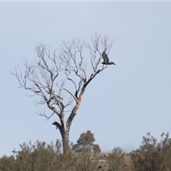 Aquila audax at Macnamara, ACT - 23 Aug 2024