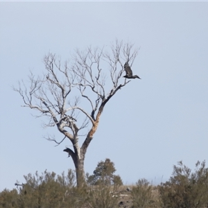 Aquila audax at Macnamara, ACT - 23 Aug 2024