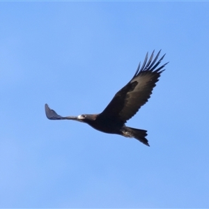 Aquila audax at Macnamara, ACT - 23 Aug 2024