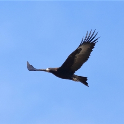 Aquila audax (Wedge-tailed Eagle) at Macnamara, ACT - 23 Aug 2024 by TimL