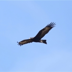 Aquila audax at Macnamara, ACT - 23 Aug 2024