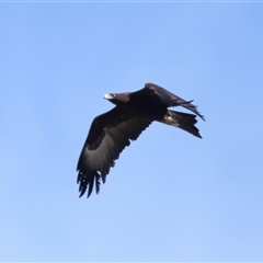 Aquila audax at Macnamara, ACT - 23 Aug 2024