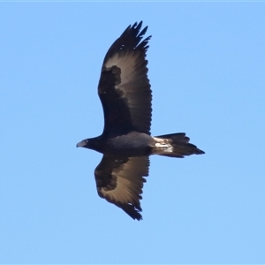 Aquila audax at Macnamara, ACT - 23 Aug 2024