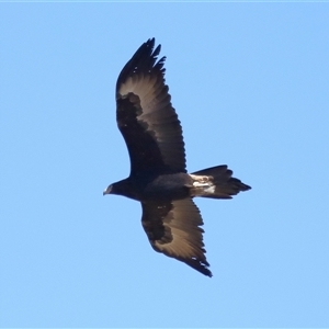 Aquila audax at Macnamara, ACT - 23 Aug 2024