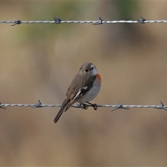 Petroica boodang (Scarlet Robin) at Throsby, ACT - 4 Aug 2024 by TimL