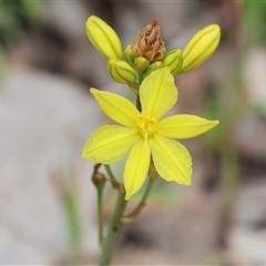 Bulbine bulbosa (Golden Lily, Bulbine Lily) at Wodonga, VIC - 22 Sep 2024 by KylieWaldon