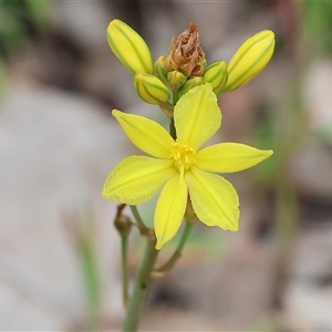 Bulbine bulbosa at Wodonga, VIC - 22 Sep 2024 09:11 AM