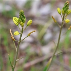 Bulbine bulbosa at Wodonga, VIC - 22 Sep 2024