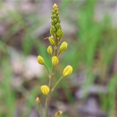 Bulbine bulbosa at Wodonga, VIC - 22 Sep 2024