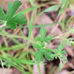 Geranium sp. at Wodonga, VIC - 21 Sep 2024 by KylieWaldon