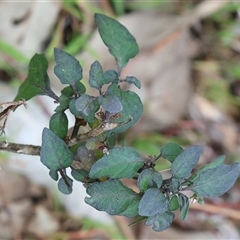 Solanum nigrum (Black Nightshade) at Wodonga, VIC - 21 Sep 2024 by KylieWaldon