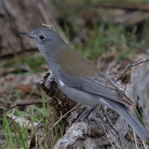 Colluricincla harmonica at Strathnairn, ACT - 17 Aug 2024 12:43 PM