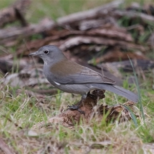 Colluricincla harmonica at Strathnairn, ACT - 17 Aug 2024