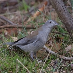 Colluricincla harmonica at Strathnairn, ACT - 17 Aug 2024