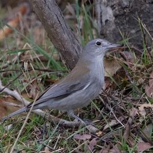 Colluricincla harmonica at Strathnairn, ACT - 17 Aug 2024