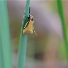 Philobota undescribed species near arabella at Wodonga, VIC - 21 Sep 2024 by KylieWaldon