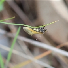 Philobota undescribed species near arabella at Wodonga, VIC - 22 Sep 2024 09:18 AM