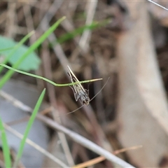 Philobota undescribed species near arabella at Wodonga, VIC - 22 Sep 2024 09:18 AM