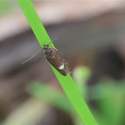 Leistomorpha brontoscopa (A concealer moth) at Wodonga, VIC - 22 Sep 2024 by KylieWaldon