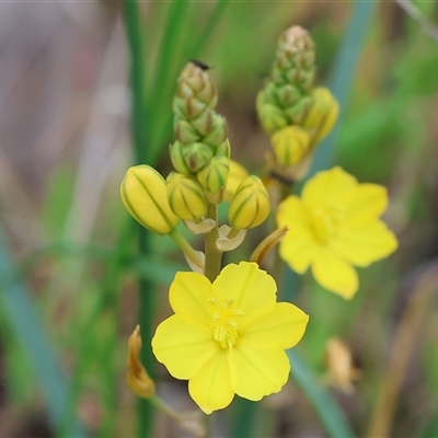 Bulbine sp. at Wodonga, VIC - 21 Sep 2024 by KylieWaldon