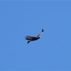 Aquila audax (Wedge-tailed Eagle) at Strathnairn, ACT - 23 Aug 2024 by TimL