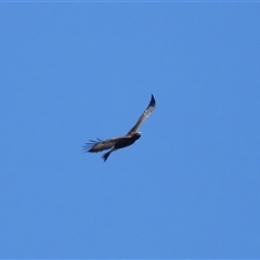 Aquila audax at Strathnairn, ACT - 23 Aug 2024 01:32 PM