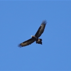 Aquila audax at Strathnairn, ACT - 23 Aug 2024 01:32 PM