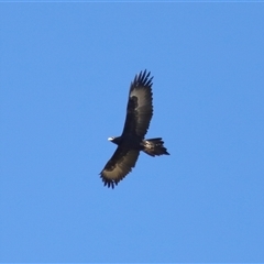 Aquila audax at Strathnairn, ACT - 23 Aug 2024