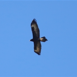 Aquila audax at Strathnairn, ACT - 23 Aug 2024