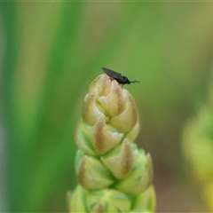 Sciaridae sp. (family) at Wodonga, VIC - 21 Sep 2024 by KylieWaldon