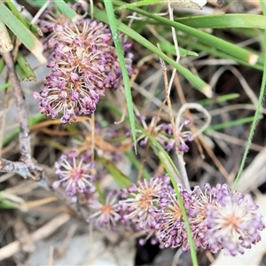 Lomandra multiflora at Wodonga, VIC - 22 Sep 2024