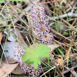 Lomandra multiflora at Wodonga, VIC - 22 Sep 2024