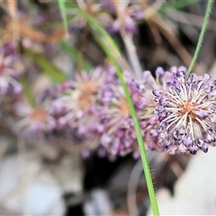 Lomandra multiflora at Wodonga, VIC - 22 Sep 2024