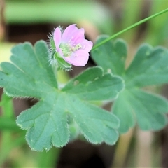 Geranium sp. at Wodonga, VIC - 21 Sep 2024 by KylieWaldon