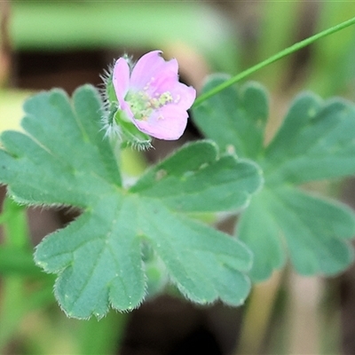 Geranium sp. at Wodonga, VIC - 21 Sep 2024 by KylieWaldon