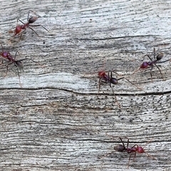 Iridomyrmex purpureus at Wodonga, VIC - 21 Sep 2024 by KylieWaldon