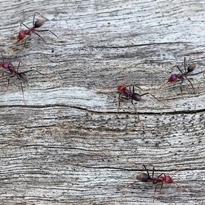 Iridomyrmex purpureus at Wodonga, VIC - 22 Sep 2024 09:24 AM