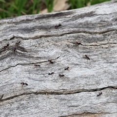 Iridomyrmex purpureus at Wodonga, VIC - 22 Sep 2024 09:24 AM