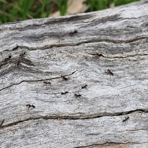 Iridomyrmex purpureus at Wodonga, VIC - 22 Sep 2024 09:24 AM