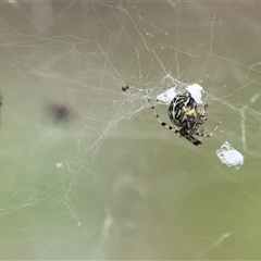 Parasteatoda sp. (genus) (A comb-footed spider) at Wodonga, VIC - 22 Sep 2024 by KylieWaldon