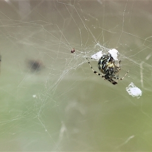 Parasteatoda sp. (genus) at Wodonga, VIC - 22 Sep 2024