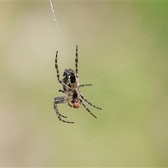 Araneinae (subfamily) (Orb weaver) at Wodonga, VIC - 22 Sep 2024 by KylieWaldon