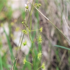 Drosera sp. at Wodonga, VIC - 21 Sep 2024 by KylieWaldon