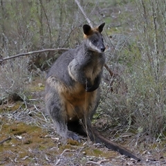 Wallabia bicolor (Swamp Wallaby) at Strathnairn, ACT - 17 Aug 2024 by TimL