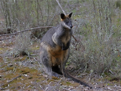 Wallabia bicolor (Swamp Wallaby) at Strathnairn, ACT - 17 Aug 2024 by TimL