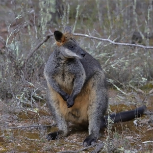 Wallabia bicolor at Strathnairn, ACT - 17 Aug 2024