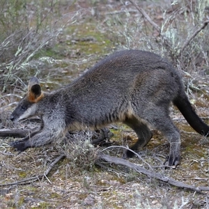 Wallabia bicolor at Strathnairn, ACT - 17 Aug 2024