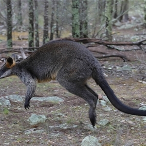 Wallabia bicolor at Strathnairn, ACT - 17 Aug 2024