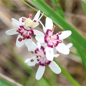 Wurmbea dioica subsp. dioica at Wodonga, VIC - 22 Sep 2024