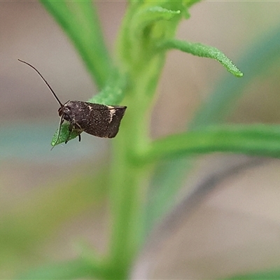 Leistomorpha brontoscopa (A concealer moth) at Wodonga, VIC - 22 Sep 2024 by KylieWaldon